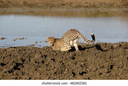 Cheetah, Phinda Private Game Reserve, South Africa