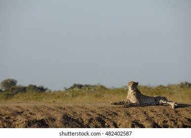 Cheetah, Phinda Private Game Reserve, South Africa