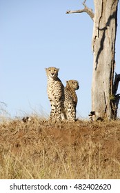 Cheetah, Phinda Private Game Reserve, South Africa