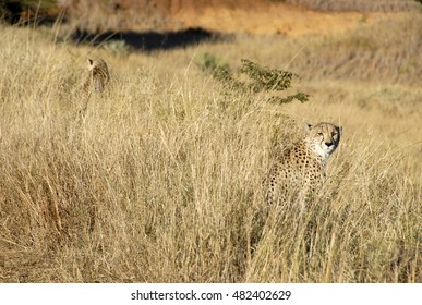 Cheetah, Phinda Private Game Reserve, South Africa