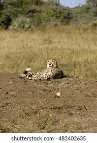 Cheetah, Phinda Private Game Reserve, South Africa