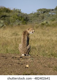 Cheetah, Phinda Private Game Reserve, South Africa