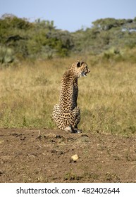 Cheetah, Phinda Private Game Reserve, South Africa