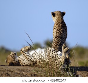 Cheetah, Phinda Private Game Reserve, South Africa