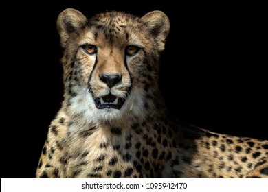 Cheetah portrait (Acinonyx jubatus) on black background