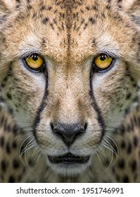 Cheetah Portrait Face Close Up Photo