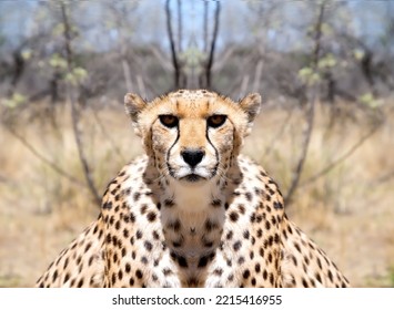 Cheetah Portrait With A Head On View