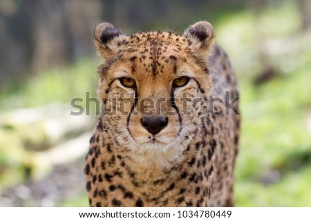 Cheetah portrait with a head on view