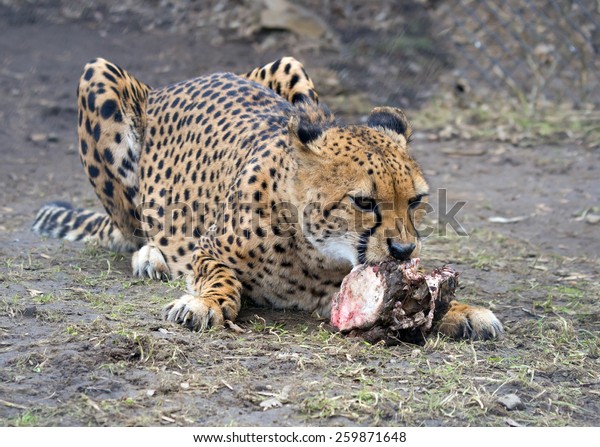 Cheetah with prey.\
Spotted Wind-so it is called! The\
Cheetah can for two seconds to reach the speed of about 70 miles\
per hour, the speed during this time can develop not every sports\
car. 
