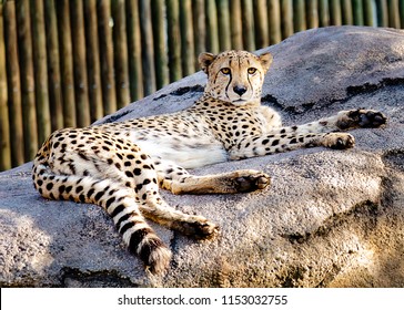 A Cheetah In Relaxing Mood T Houston Zoo.