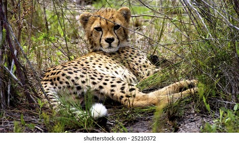 cheetah at rest