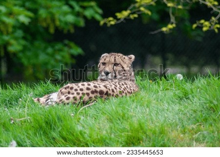 Cheetah resting at Whipsnade zoo