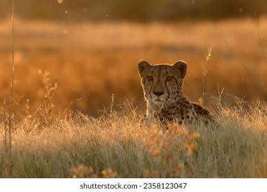A cheetah rests in the golden afternoon light that is back lighting its face. Okavango Delta, Botswana.