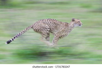 Cheetah Running Fast Showing Speed Panning Motion Blur South Africa