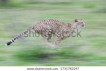 Cheetah running fast showing speed panning motion blur South Africa
