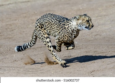 Cheetah Running At Full Speed