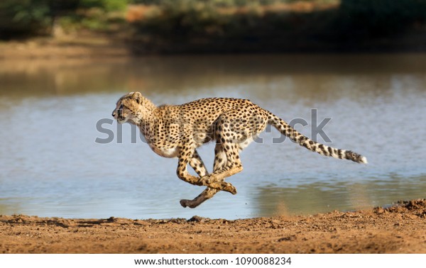 Cheetah running at full speed in South Africa\
(Acinonyx jubatus)