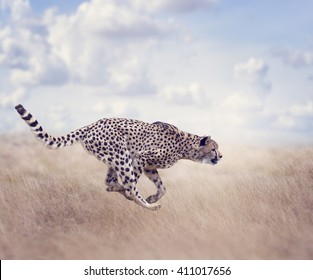 running cheetah hd