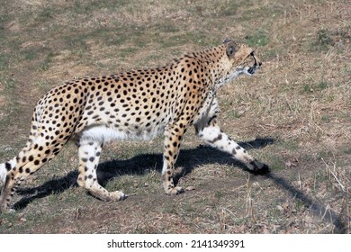 A Cheetah Running On The Grass