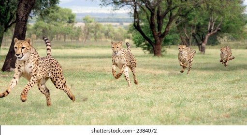 Cheetah Running Sequence