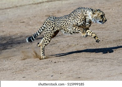 9,115 Cheetah running Images, Stock Photos & Vectors | Shutterstock