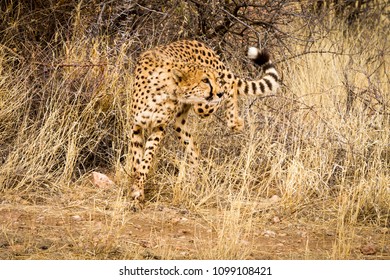 Cheetah Running Towards Camera But Looking Away