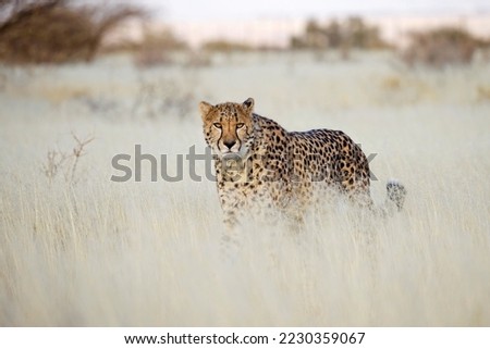 Cheetah in the savanna. Close-up. Namibia. Africa. An excellent illustration. A cheetah searching for prey in the grasslands of the Kalahari Desert in Namibia.