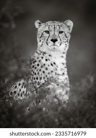 A Cheetah scouting its surroundings for prey in Samara Private Game Reserve, South Africa - Shutterstock ID 2335716979