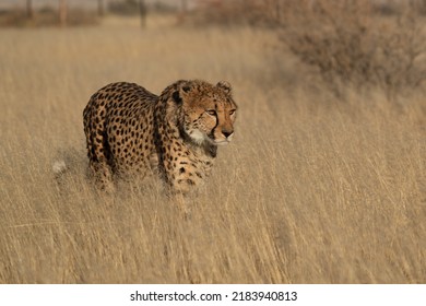 A cheetah searching for prey in the grasslands of the Kalahari Desert in Namibia.