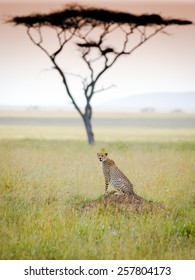 Cheetah In Serengeti National Park