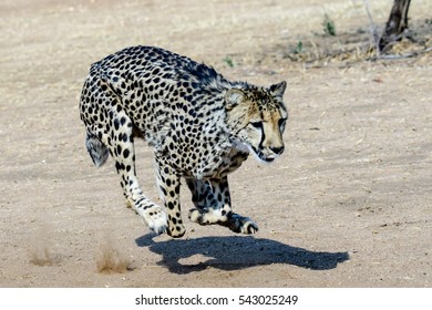 1,332 Cheetah shadow Images, Stock Photos & Vectors | Shutterstock