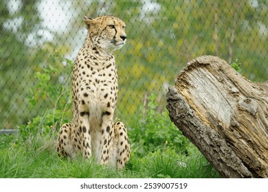 A cheetah sits beside a large log in a grassy enclosure - Powered by Shutterstock