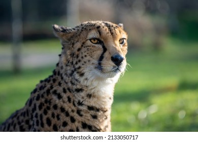 Cheetah Sitting Close Up Partial Side Face Portrait