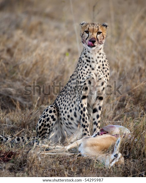 cheetah eating prey