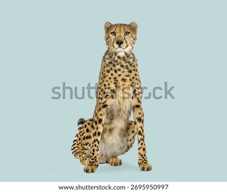 Cheetah sitting, facing forward, isolated on a light blue studio background