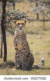 Cheetah Sitting In Grass