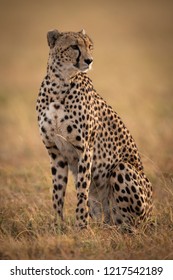 Cheetah sitting in grassy plain turning right