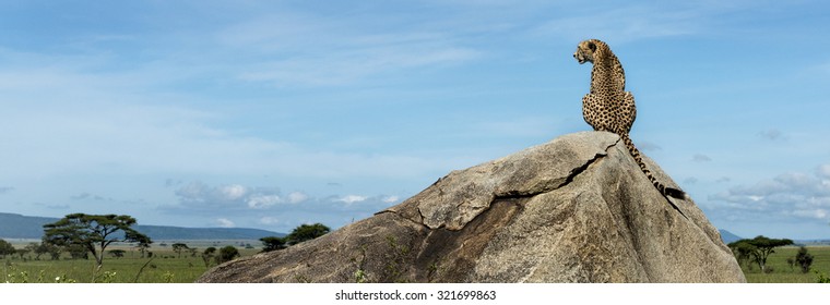 Cheetah sitting on a rock and looking away, Serengeti, Tanzania - Powered by Shutterstock