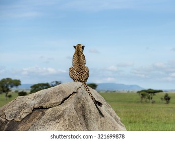 Cheetah Sitting On A Rock And Looking Away, Serengeti, Tanzania