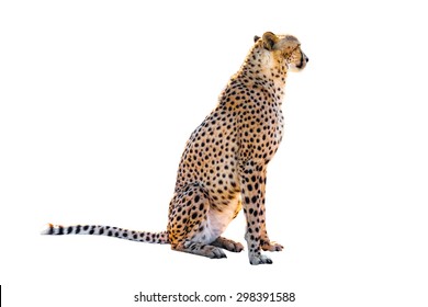 Cheetah Sitting Side View, On White Background, Isolated.