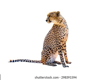 Cheetah Sitting Side View, On White Background, Isolated.