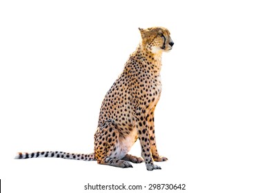 Cheetah Sitting Side View, On White Background, Isolated.