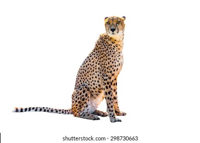 Cheetah Sitting Side View, On White Background, Isolated.