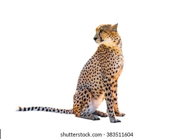 Cheetah Sitting Side View, On White Background, Isolated.