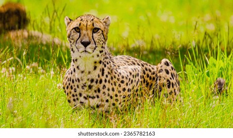 a cheetah is sitting in the tall grass, a jigsaw puzzle by Fred A. Precht, featured on unsplash, naturalism, creative commons attribution, quantum wavetracing, sharp focus