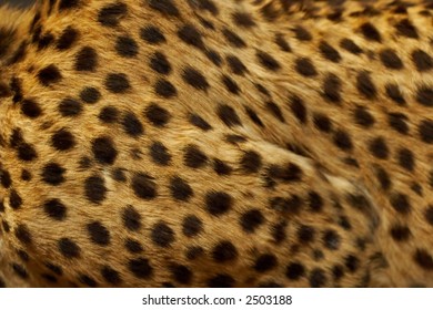 Cheetah Skin