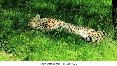 cheetah sleeping in the grass
