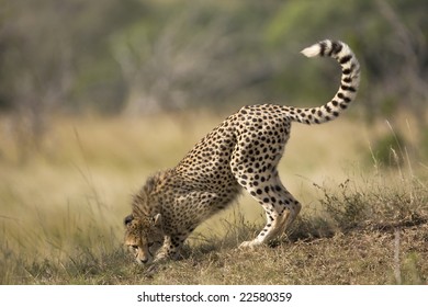 cheetah smelling the ground - Shutterstock ID 22580359