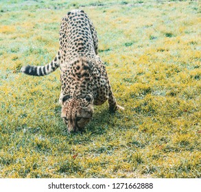 A cheetah sniffs the grass