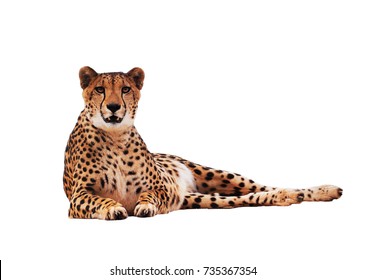 Cheetah Spotted Isolated At White